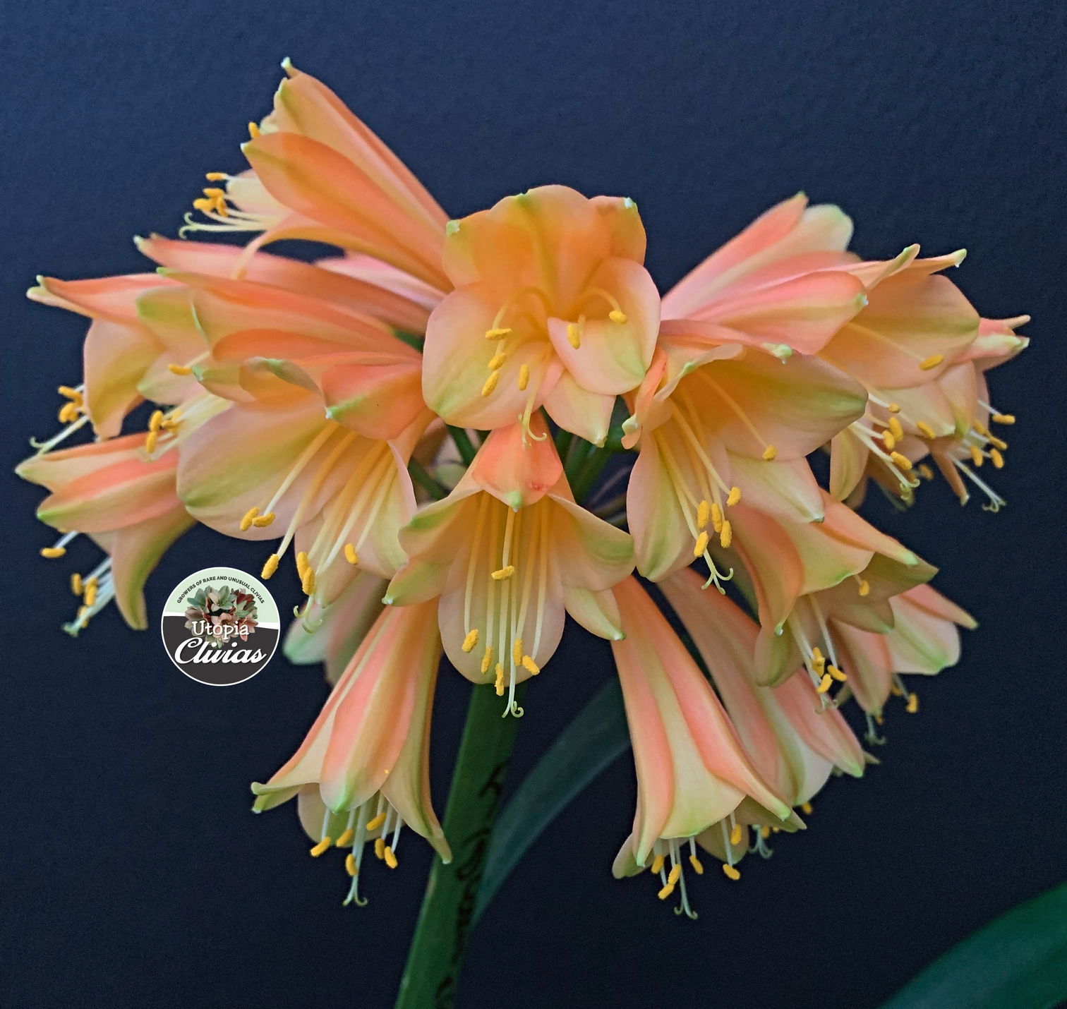 Utopia Clivias